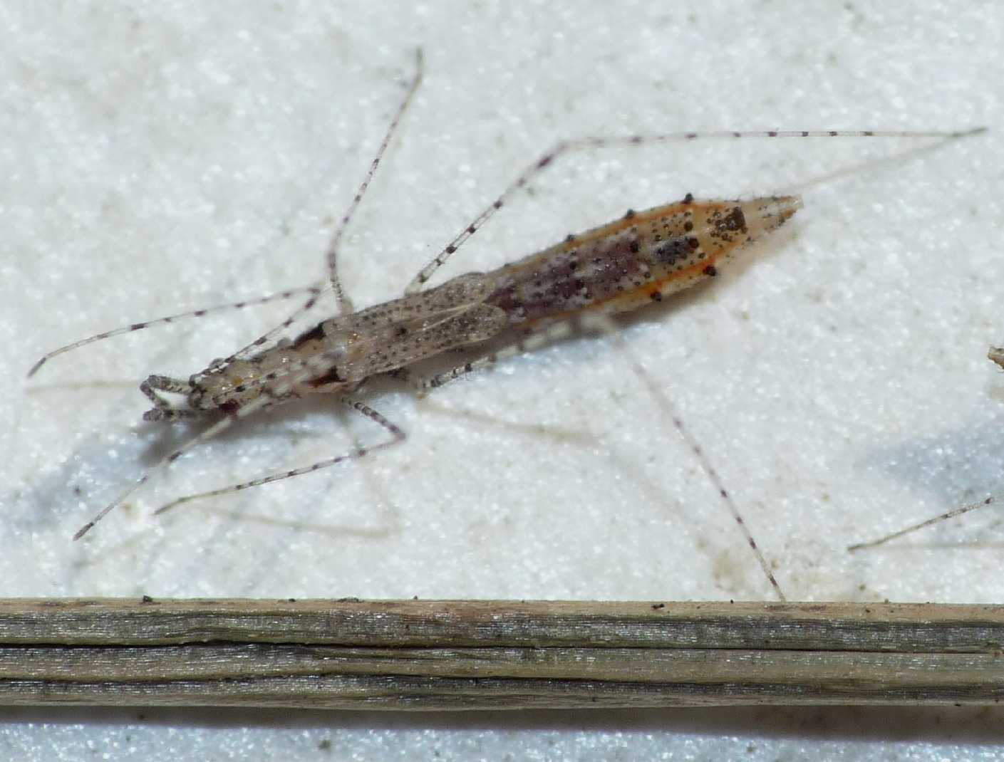 Reduviidae: Empicoris mediterraneus (cf) di Ostia (RM)